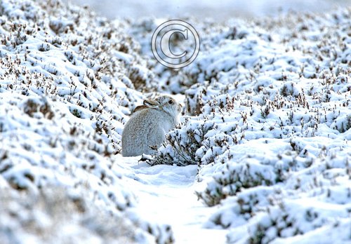 Mountain Hare in the Hare Snow.